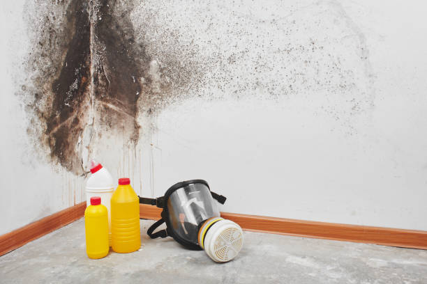 Best Toxic Mold Removal  in Tichigan, WI