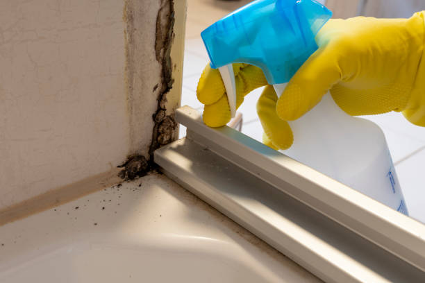 Best Commercial Mold Removal  in Tichigan, WI