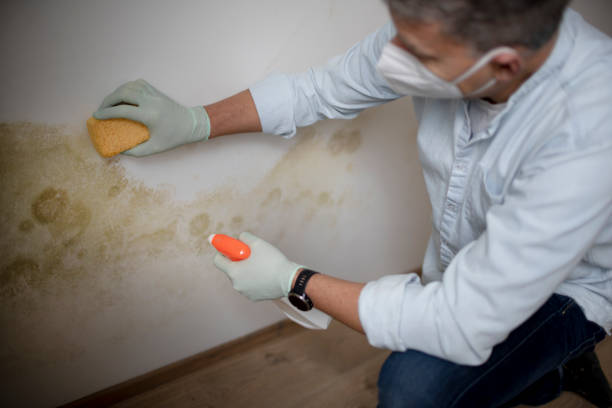 Best Affordable Mold Removal  in Tichigan, WI