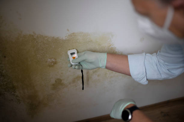 Best Residential Mold Removal  in Tichigan, WI