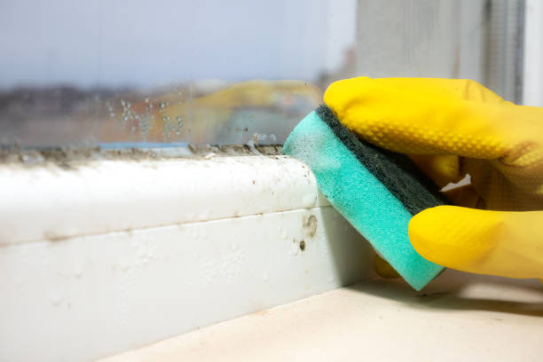 Best Commercial Mold Removal  in Tichigan, WI