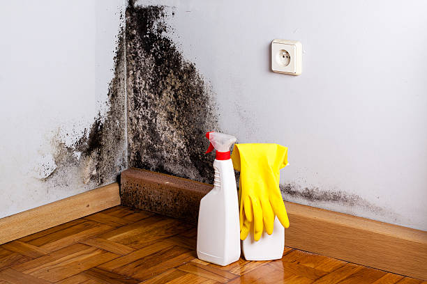 Best Local Mold Removal Service  in Tichigan, WI