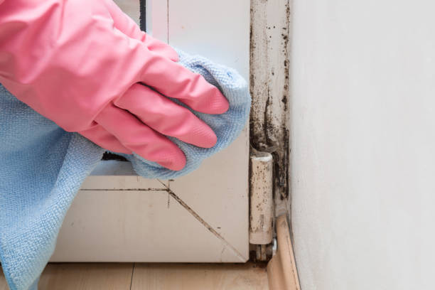 Best Mold Removal Near Me  in Tichigan, WI