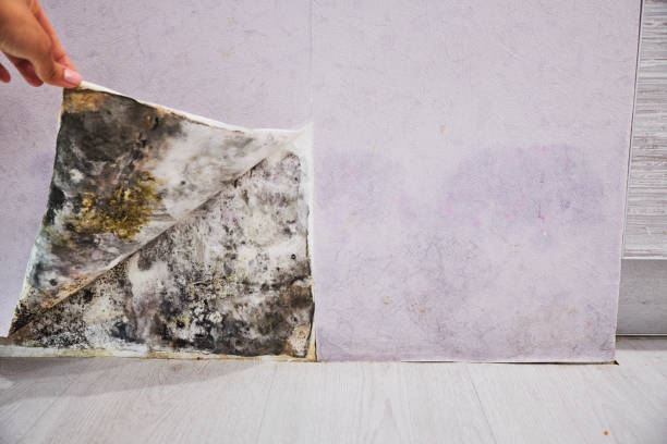 Attic Mold Removal in Tichigan, WI